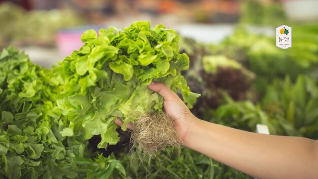 How Hydroponic Vegetables Help in Weight Loss & Detox