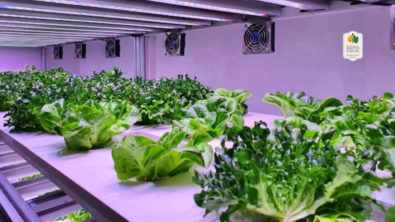 Why Hydroponic Vegetables Are Safer and Healthier Than Regular Produce?