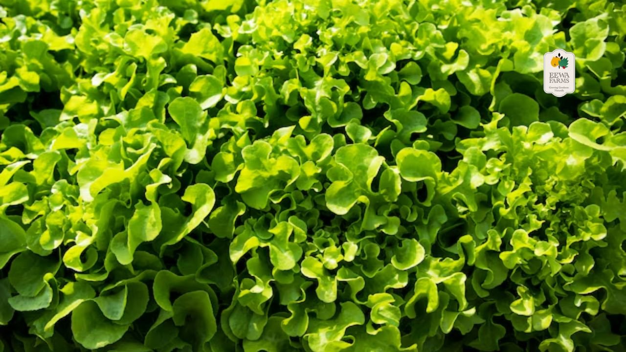 Why Pregnant Women Should Choose Hydroponic Greens