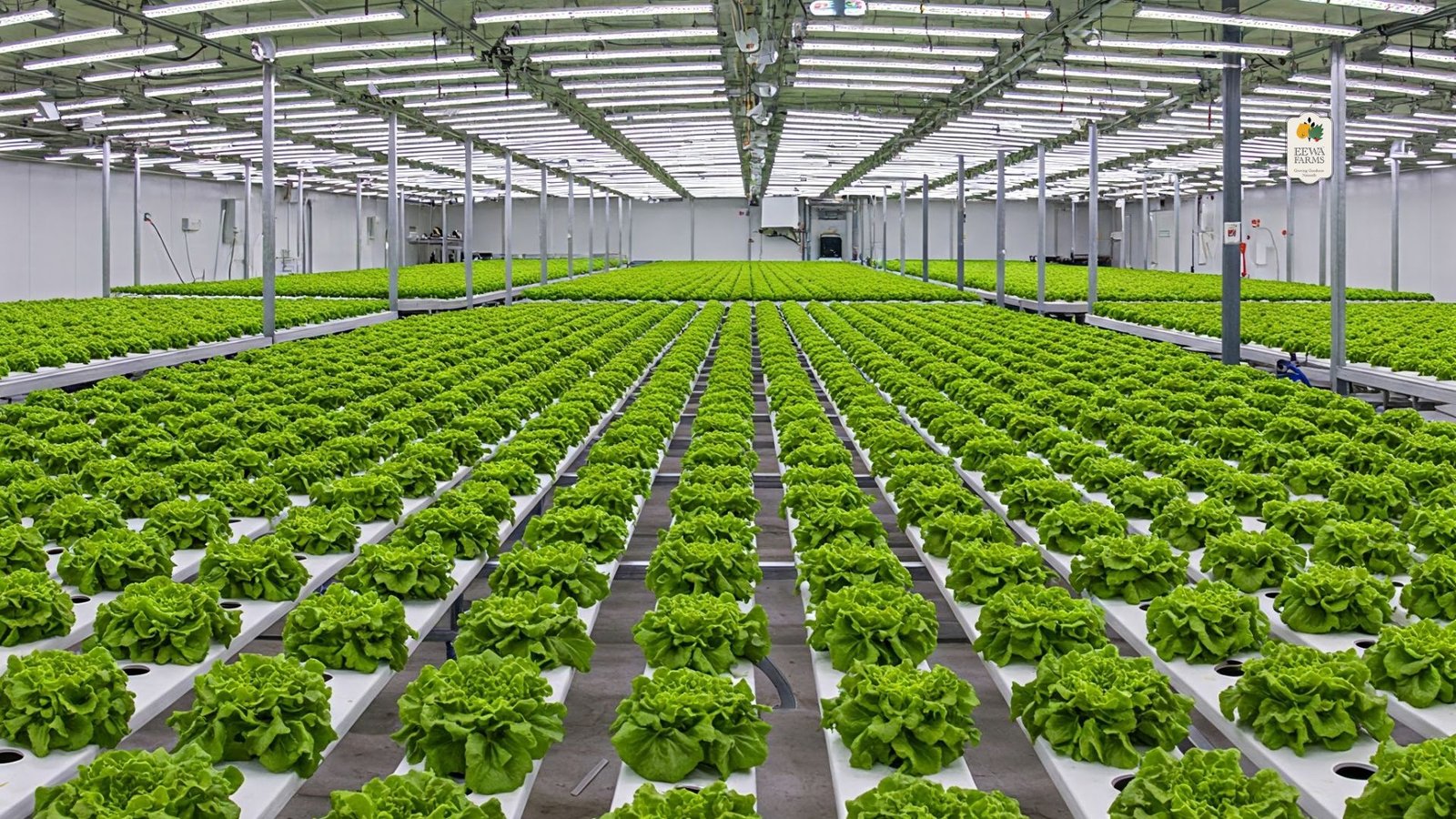 Hydroponic Romaine Lettuce: A Superior Choice for Quality and Sustainability