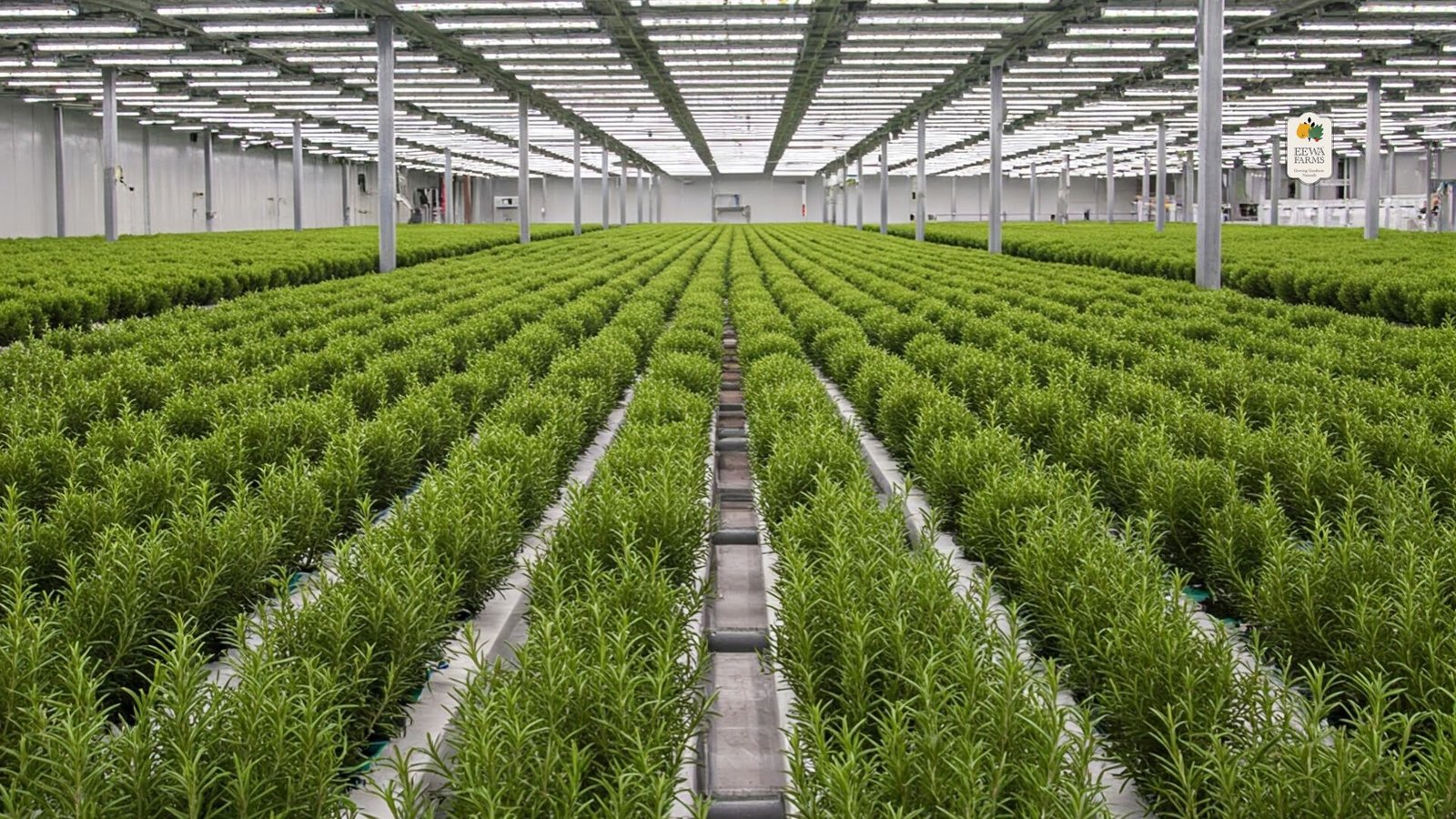 Why Hydroponic Rosemary is More Aromatic and Healthier Than Regular Rosemary
