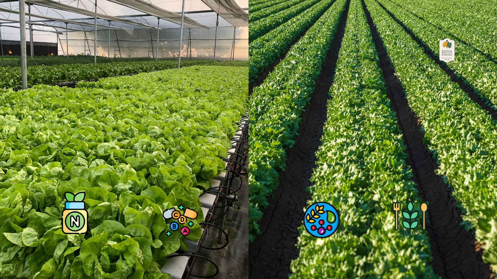 Nutritional Variability in Hydroponic vs. Soil-Grown Greens