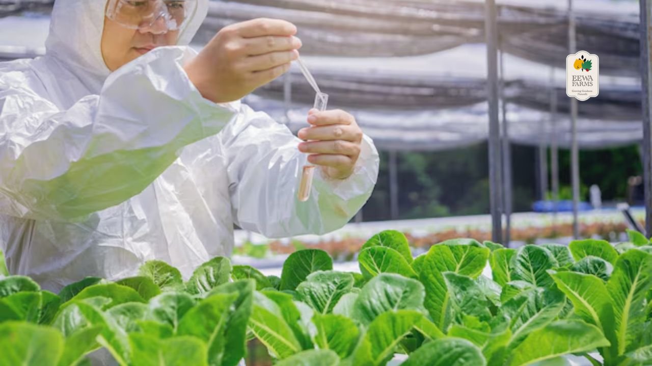 Pesticide-Free Eating: How Hydroponics Ensures Safety