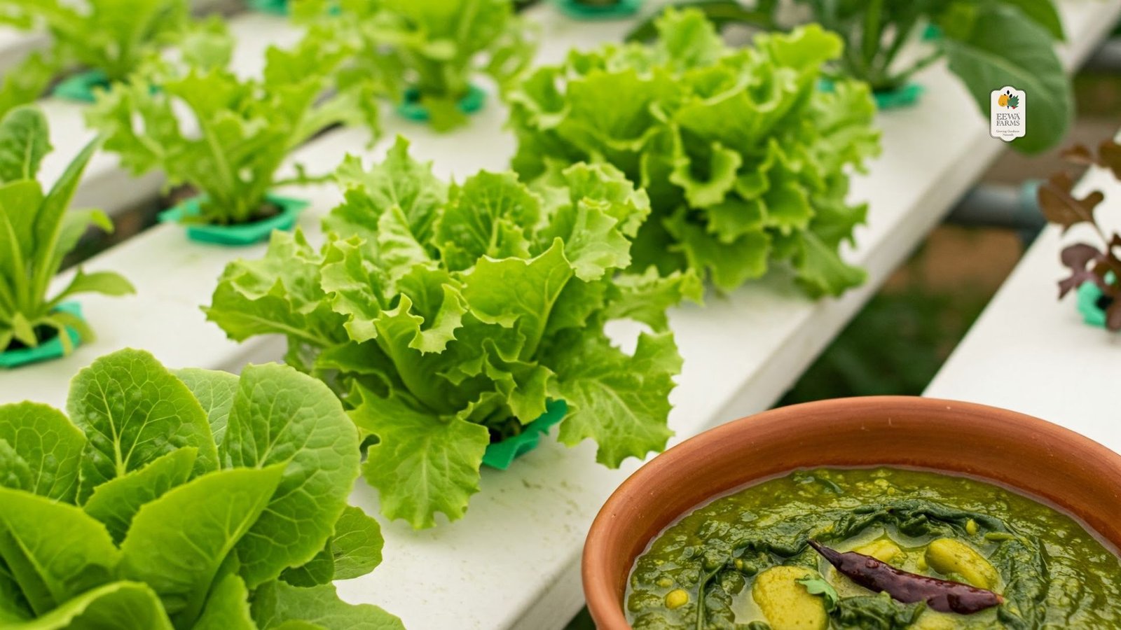 Growing Leafy Greens for Indian Curries Using Hydroponic Techniques