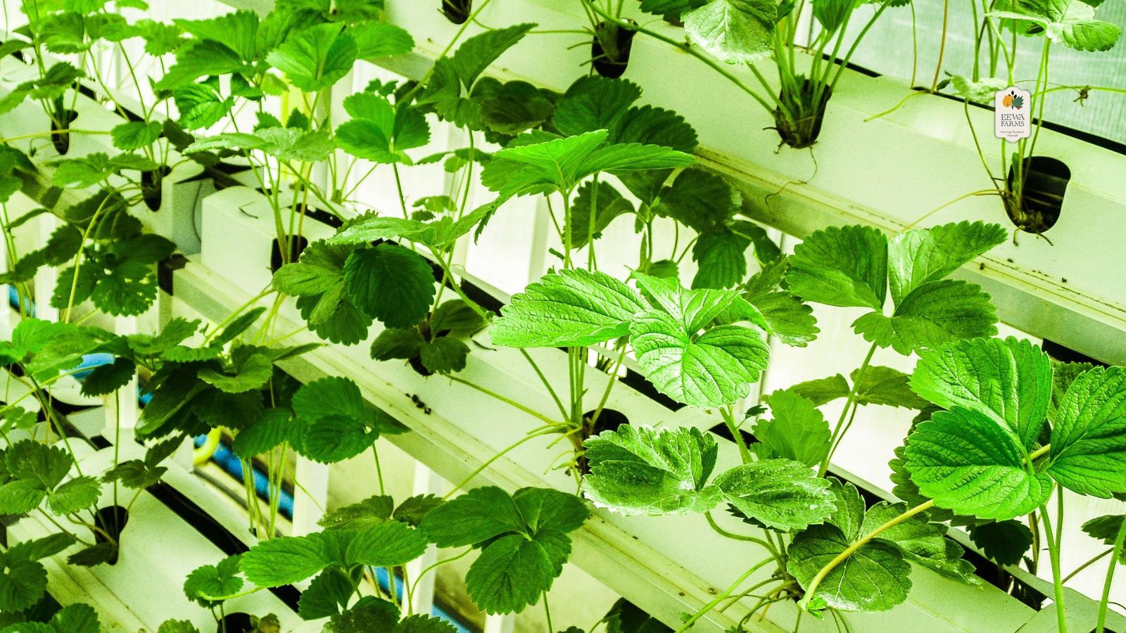 How Hydroponic Herbs Support Ayurvedic Healing Practices