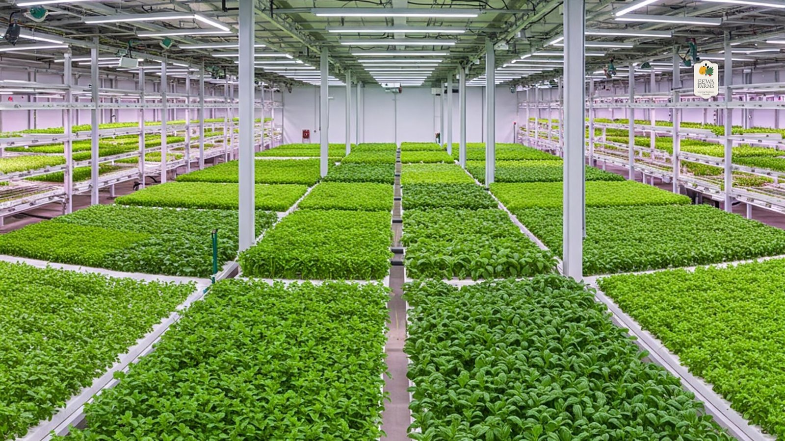 Hydroponics and the Alkaline Diet Trend in India