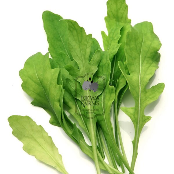 Arugula / Rocket leaves (Hydroponically Grown)