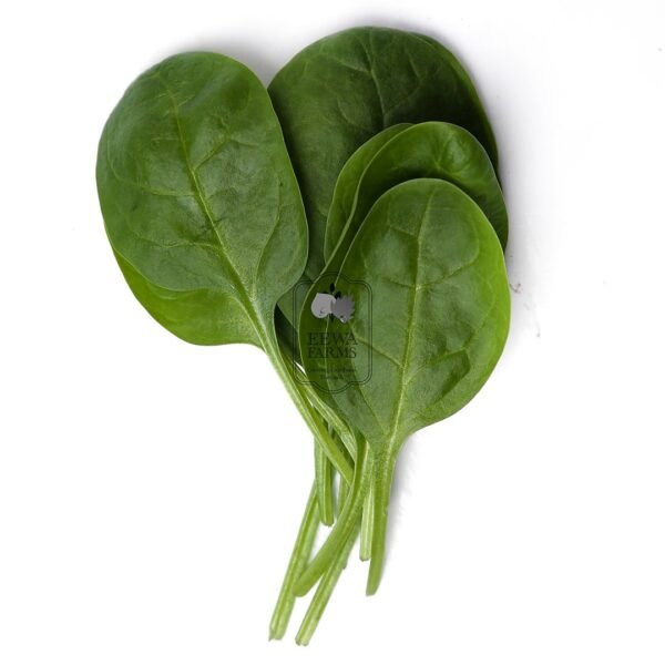 Baby Spinach (Hydroponically Grown)