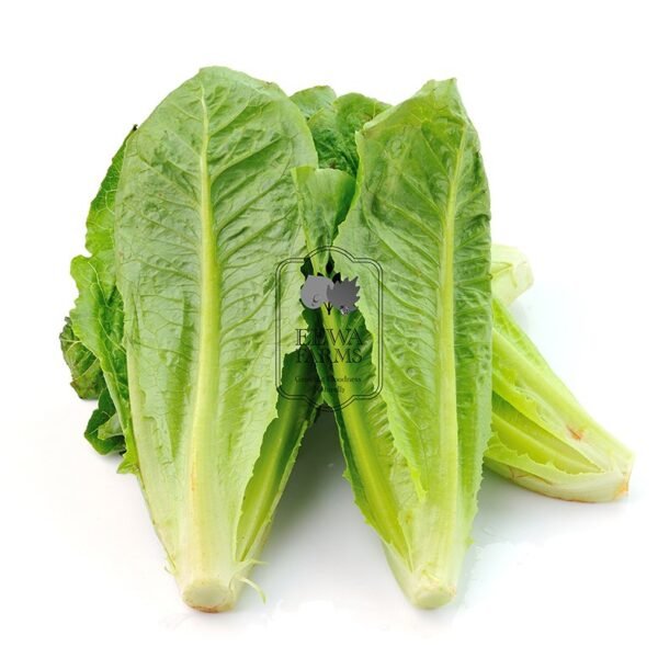 Lettuce Romaine (Hydroponically Grown)