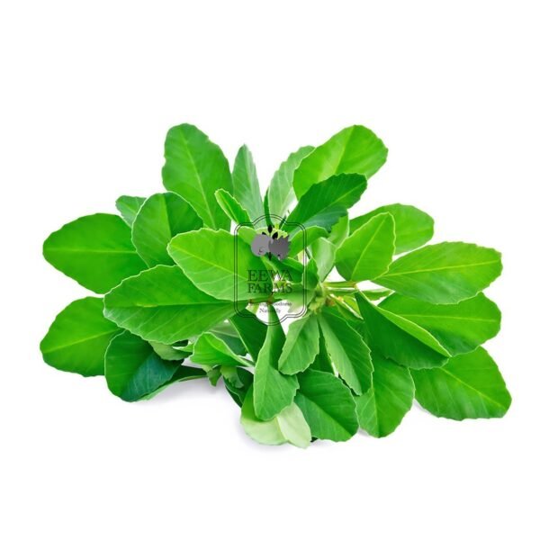 Fenugreek (Hydroponically Grown)