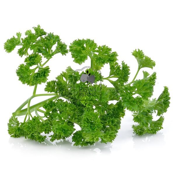 Parsley (Hydroponically Grown)