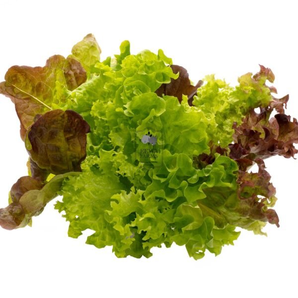 Mix Lettuce (Hydroponically Grown)
