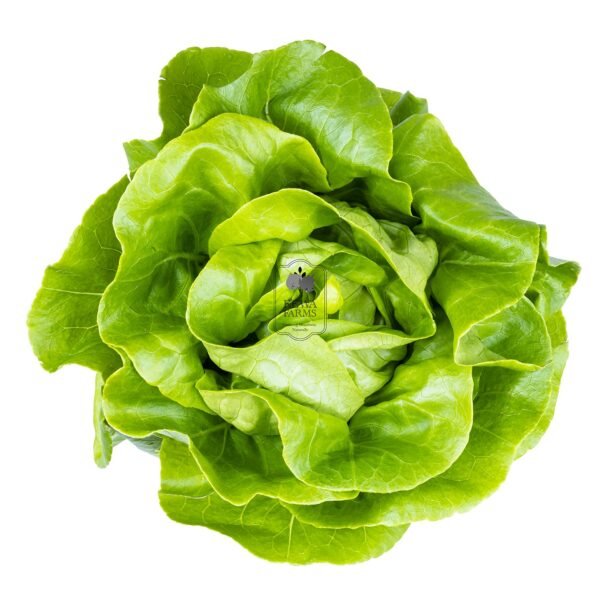Butterhead Lettuce (Hydroponically Grown)
