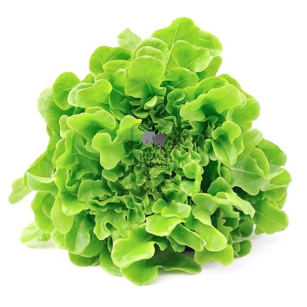 Lettuce Locarno (Hydroponically Grown)