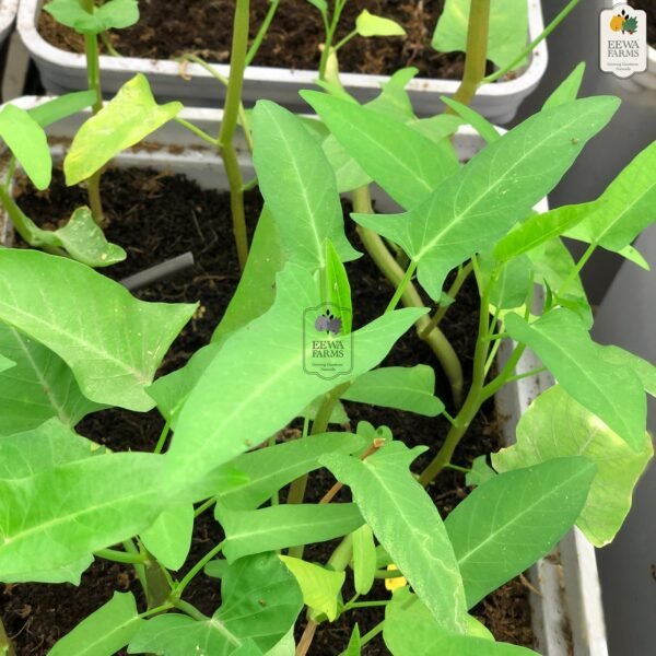 Water Spinach or Kalmi Ka Saag (Hydroponically Grown)