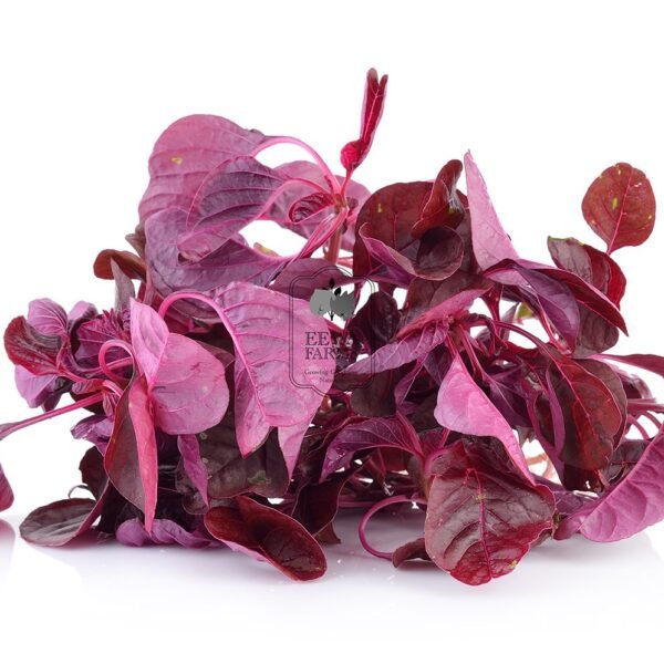 Amaranth (Hydroponically Grown)