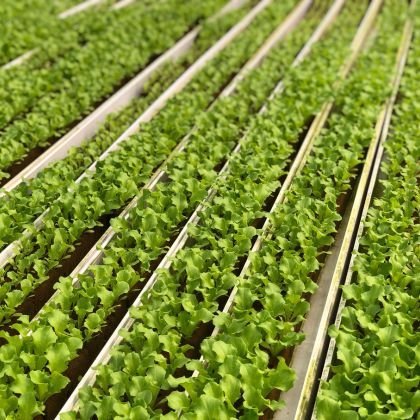 Lettuce Caipira Seedling