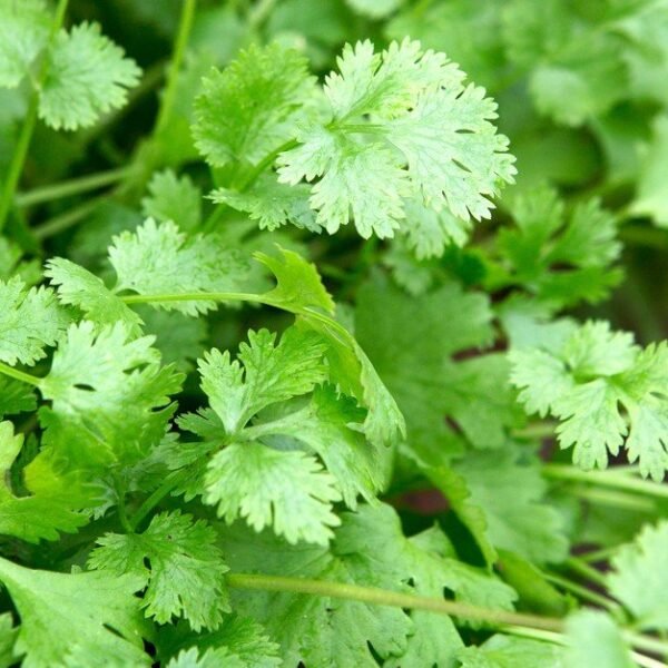 Coriander (Hydroponically Grown)
