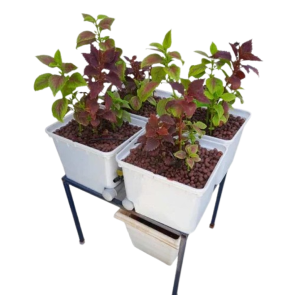 4-Bucket Dutch Hydroponics System