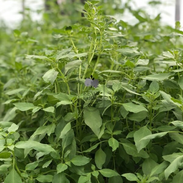 Lemon Basil (Hydroponically Grown)