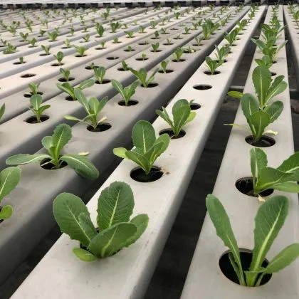 Lettuce Romaine Seedling