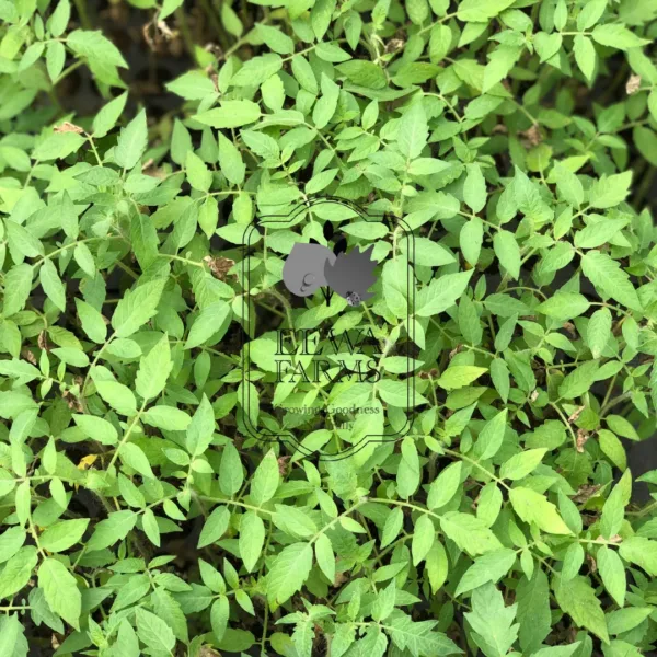 Tomato Seedlings