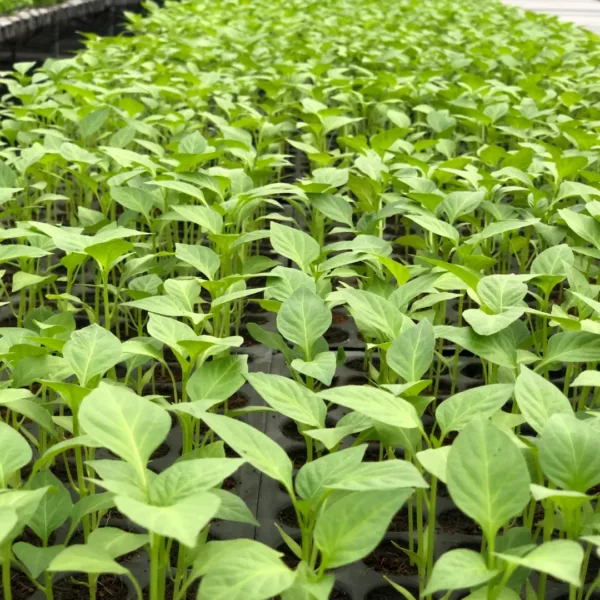 Bell Pepper Seedlings