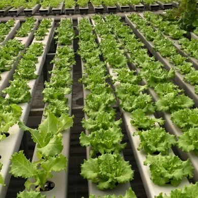 17 Pros & Cons of Hydroponic Farming