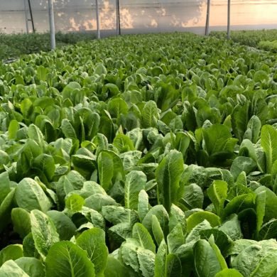 5 Health Benefits of Switching to Eewa Farms’ Hydroponic Produce