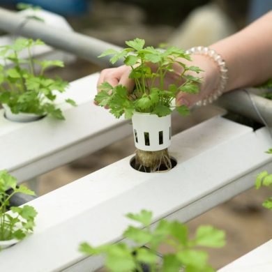 5 Hydroponic Herbs That Will Transform Your Health