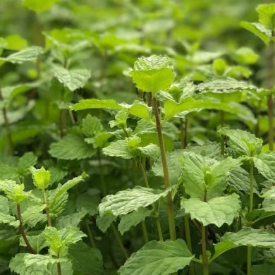 A Beginner’s Guide to Cooking with Eewa Farms’ Hydroponic Herbs