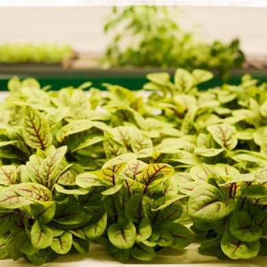 A Closer Look at the Nutritional Benefits of Hydroponic Amaranth