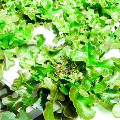 Boost Your Immune System with Hydroponic Greens from Eewa Farms