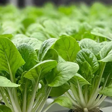 Bright Colors, Bold Flavors_ Eewa Farms’ Hydroponic Swiss Chard