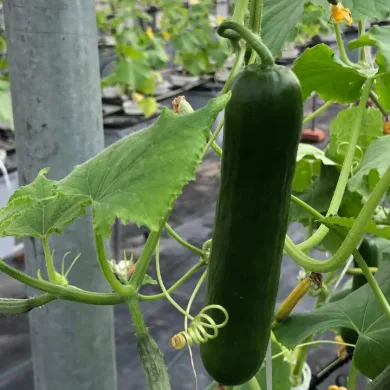 Cool as a Cucumber_ Eewa Farms’ Seedless Cucumber Wonders for Snacking Goals