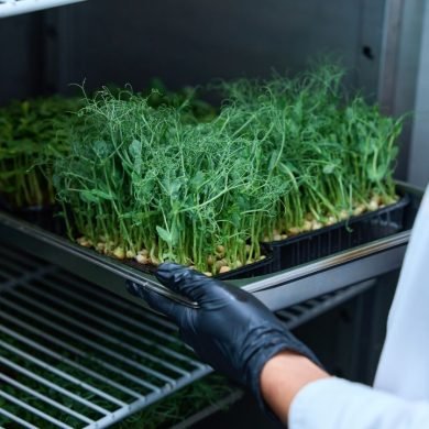Delicious Recipes for Everyday Meals with Hydroponically Grown Rosemary