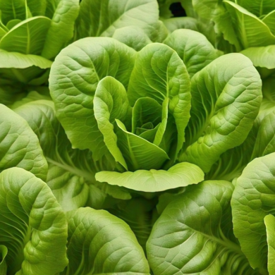 Discover the Secret to Fresh and Delicious Meals with Eewa Farms' Butterhead Lettuce_