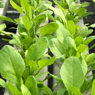 Eco-Friendly Farming with Eewa Farms: A Step Towards a Greener Tomorrow
