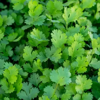 Eewa Farms’ Coriander Fresh, Fragrant, and Perfect for Garnishing