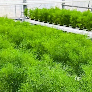 Fennel Leaves from Eewa Farms_ Your Secret to Unlocking Fresh, Flavorful Creations