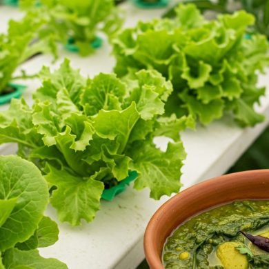 Growing Leafy Greens for Indian Curries Using Hydroponic Techniques
