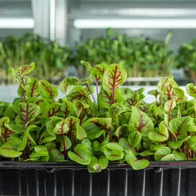 How Hydroponic Amaranth Brings Superior Nutrition to Your Plate