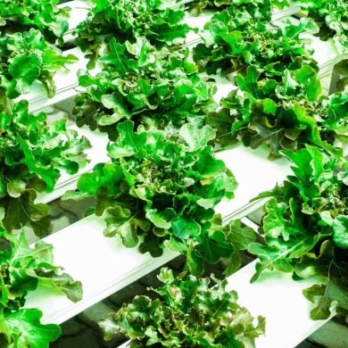 How Hydroponic Farming Promotes Pesticide-Free Agriculture