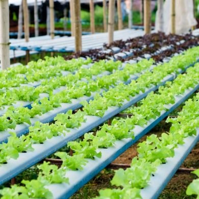 How Hydroponic Farming Supports Water Conservation and Sustainability