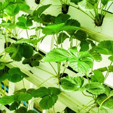How Hydroponic Herbs Support Ayurvedic Healing Practices