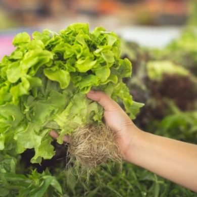 How Hydroponic Vegetables Help in Weight Loss & Detox