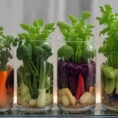 How to Store and Use Hydroponic Herbs in Everyday Cooking