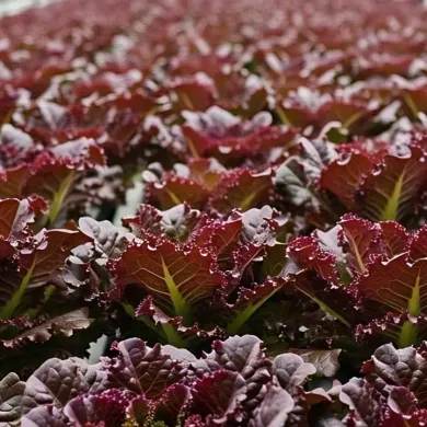 How to Use Eewa Farms’ Lollo Rosso for Instagram-Worthy Dishes
