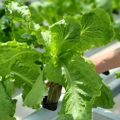 Hydroponic Farming in Indian Conditions_ The Science Behind the Success
