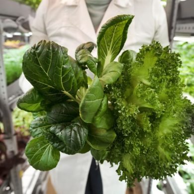 Hydroponic Lettuce Varieties You Need to Try Today